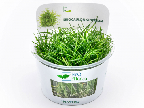 Wollstängel - Eriocaulon cinereum in vitro